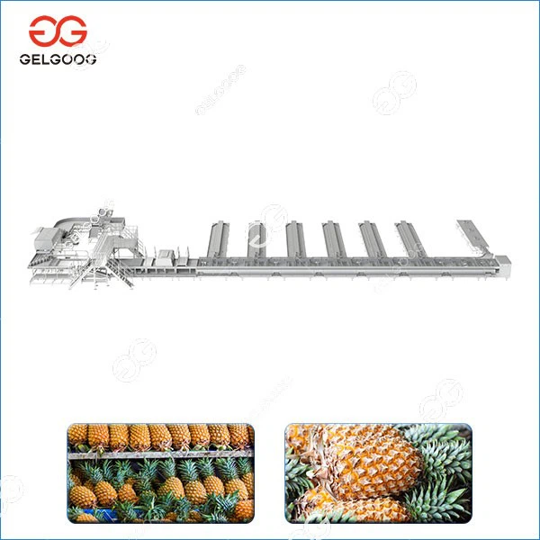 Pineapple Washing Sorting Processing Line suppliers
